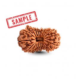  19 Mukhi Rudraksha