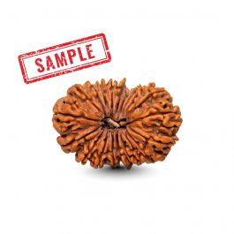 20 Mukhi Rudraksha