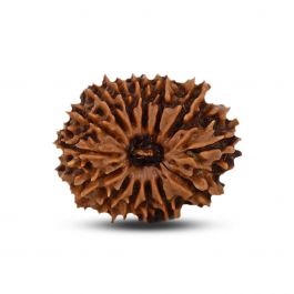 14 Mukhi Rudraksha (Nepal) 25.50 MM