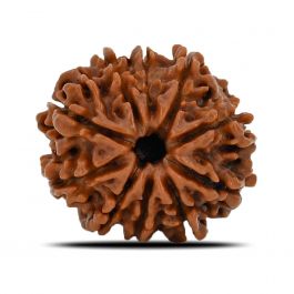 10 Mukhi Rudraksha (Nepal) 23.27 MM