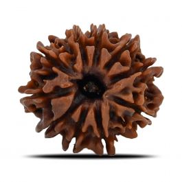 10 Mukhi Rudraksha (Nepal) 23.79 MM
