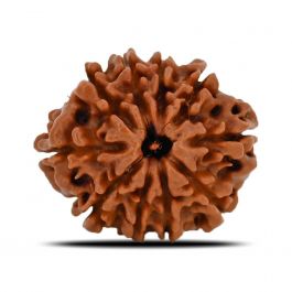 10 Mukhi Rudraksha (Nepal) 22.78 MM