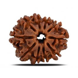 10 Mukhi Rudraksha (Nepal) 24.35 MM