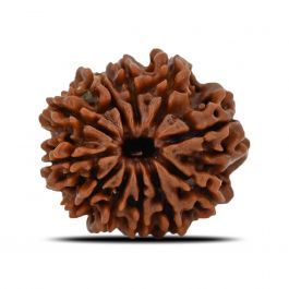 11 Mukhi Rudraksha (Nepal) 22.69 MM