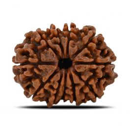 11 Mukhi Rudraksha (Nepal) 23.28 MM