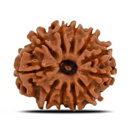 11 Mukhi Rudraksha (Nepal) 22.25 MM