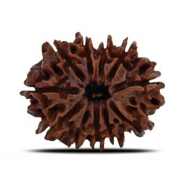 11 Mukhi Rudraksha (Nepal) 24.51 MM