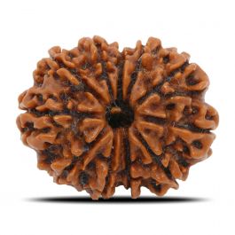 11 Mukhi Rudraksha (Nepal) 26.11 MM