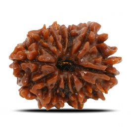 11 Mukhi Rudraksha (Nepal) 24.86 MM