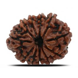 11 Mukhi Rudraksha (Nepal) 25.99 MM
