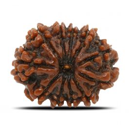 11 Mukhi Rudraksha (Nepal) 24.13 MM