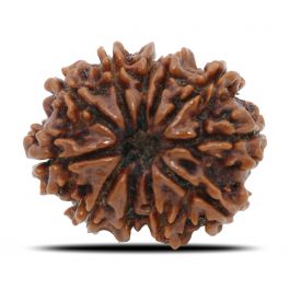 11 Mukhi Rudraksha (Nepal) 26.25 MM