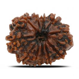 11 Mukhi Rudraksha (Nepal) 25.14 MM