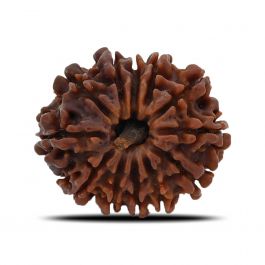 12 Mukhi Rudraksha (Nepal) 25.52 MM