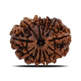 12 Mukhi Rudraksha (Nepal) 25.68 MM