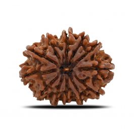 12 Mukhi Rudraksha (Nepal) 29.88 MM