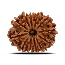 12 Mukhi Rudraksha (Nepal) 25.2 MM