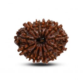13 Mukhi Rudraksha (Nepal) 25.28 M.M.