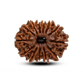 13 Mukhi Rudraksha (Nepal) 25.8 M.M.