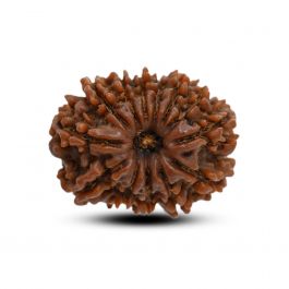 13 Mukhi Rudraksha (Nepal) 23.29 M.M.