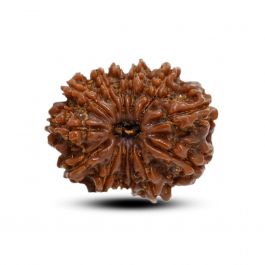 13 Mukhi Rudraksha (Nepal) 23.83 M.M.