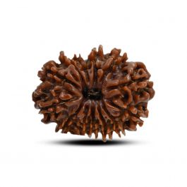 13 Mukhi Rudraksha (Nepal) 24.41 M.M.