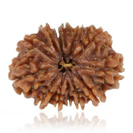 13 Mukhi Rudraksha (Nepal) 25.41 MM