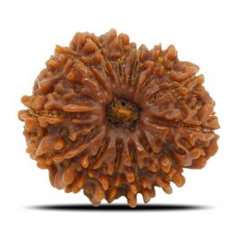 13 Mukhi Rudraksha (Nepal) 23.15 MM