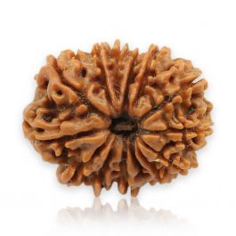 14 Mukhi Rudraksha (Nepal) 21.92 MM
