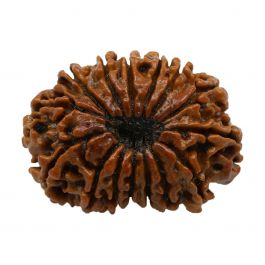 15 Mukhi Rudraksha (Nepal) 24.6 MM
