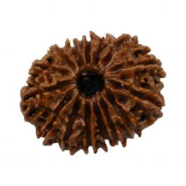 15 Mukhi Rudraksha (Nepal) 25.3 MM