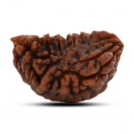 1 mukhi kaju shape Indian Rudraksha 31.01 M.M.