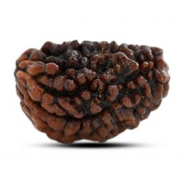 1 mukhi kaju shape Indian Rudraksha 30.44 M.M.