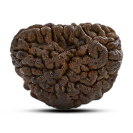 1 mukhi kaju shape Indian Rudraksha 26.03 M.M.