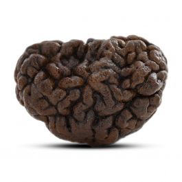 1 mukhi kaju shape Indian Rudraksha 26.95 M.M.