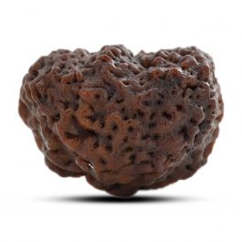 1 mukhi kaju shape Indian Rudraksha 29.18 M.M.
