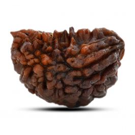 1 mukhi kaju shape Indian Rudraksha 33.02 M.M.