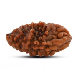 1 mukhi kaju shape Indian Rudraksha 23.75 M.M.