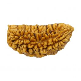 1 Mukhi Rudraksha 29.64 MM
