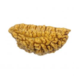 1 Mukhi Rudraksha 30.02 MM