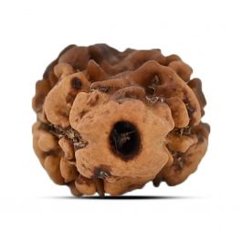 2 Mukhi Rudraksha (Nepal) 15.8 MM
