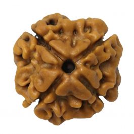 4 Mukhi Rudraksha (Nepal)