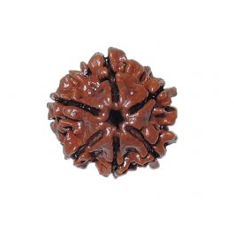 6 Mukhi Rudraksha (Nepal)