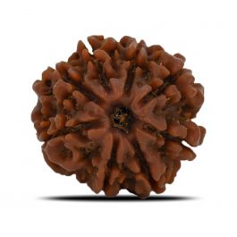 8 Mukhi Rudraksha (Nepal) 23.02 MM 
