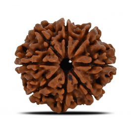 8 Mukhi Rudraksha (Nepal) 28.15 MM 