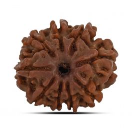9 Mukhi Rudraksha (Nepal) 21.53 MM
