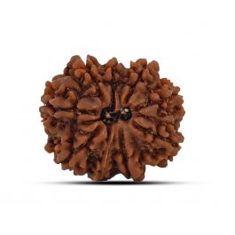 9 Mukhi Rudraksha (Nepal) 25.08 MM