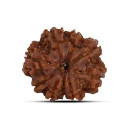 9 Mukhi Rudraksha (Nepal) 22.23 MM
