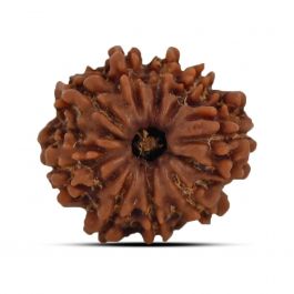 9 Mukhi Rudraksha (Nepal) 21.49 MM
