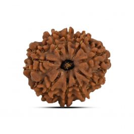 9 Mukhi Rudraksha (Nepal) 21.37 MM